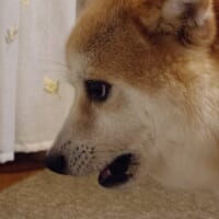 風でおしりを冷やす柴犬　“なんとも言えない表情”が話題に