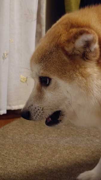 風でおしりを冷やす柴犬　“なんとも言えない表情”が話題に
