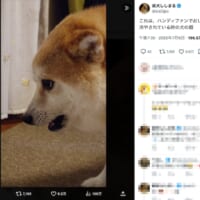 絶妙な表情のししまるくん