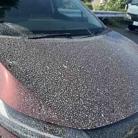 鹿児島に着いて5分で洗礼……火山灰だらけになった車が悲しすぎる