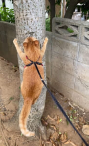新種のセミ、猫セミ発見される　鳴き声は“にゃーん”？