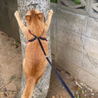 新種のセミ、猫セミ発見される　鳴き声は“にゃーん”？