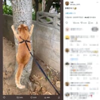 20秒ほどしがみつき、離脱