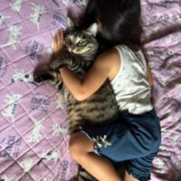 抱き枕と勘違いされた猫　驚きの表情がかわいすぎる