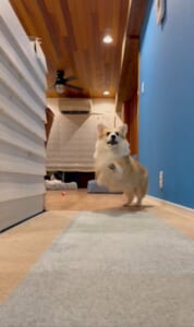 ワンちゃんもやるんだ……イヌ版「やんのかステップ」にびっくり