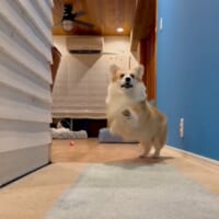 ワンちゃんもやるんだ……イヌ版「やんのかステップ」にびっくり
