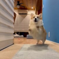 イヌ版やんのかステップ