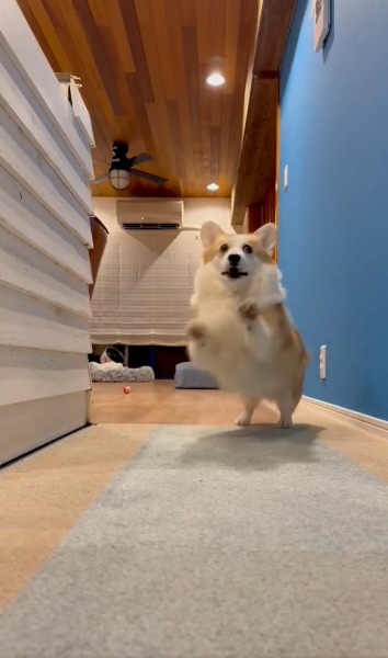 イヌ版やんのかステップ