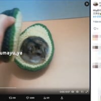 ハムをアボカドでサンド？まるまるジャンガリアン、種の代わりにすっぽり！