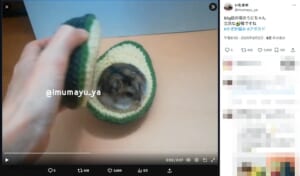 ハムをアボカドでサンド？まるまるジャンガリアン、種の代わりにすっぽり！