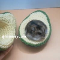 アボカドの中にうにちゃん