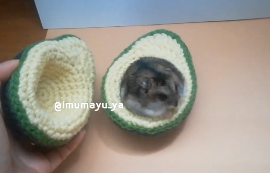 アボカドの中にうにちゃん