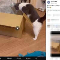 どんくさすぎて愛おしい…箱に入れない猫のドジかわ動画が話題