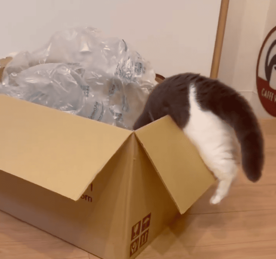 いけたか……と思いきや