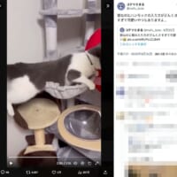 ハンモックにも苦戦
