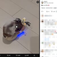 バイクを床で転がすうにちゃん