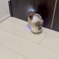 ゴキゲンな音楽とともに壁に接近