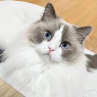 ひなちゃん