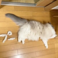 猫のおなら、ついに可視化！？ 抜け毛アートで「プー」音を表現