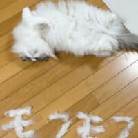 過去の抜け毛アート