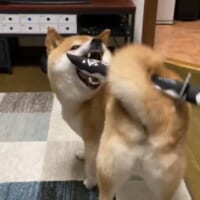 尻尾には他のおもちゃも挟める
