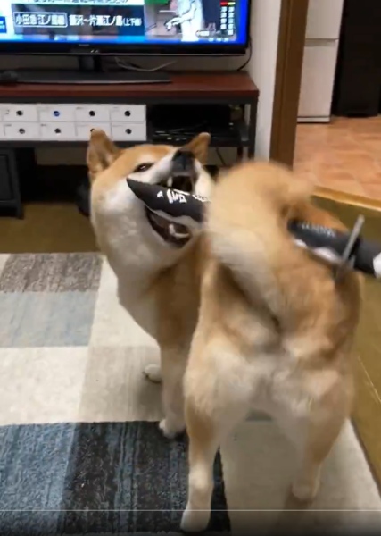 尻尾には他のおもちゃも挟める