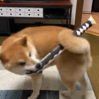 犬の呼吸 壱の型──尻尾で刀を操る柴犬、まさに“犬柱”