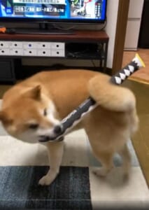 犬の呼吸 壱の型──尻尾で刀を操る柴犬、まさに“犬柱”