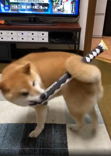 犬の呼吸 壱の型──尻尾で刀を操る柴犬、まさに“犬柱”