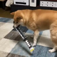 抜刀した後のじぇいたろうくん