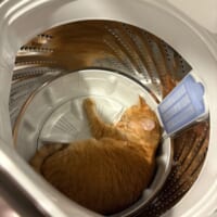 「探したよ……」　愛猫の発見場所はまさかの洗濯機の中