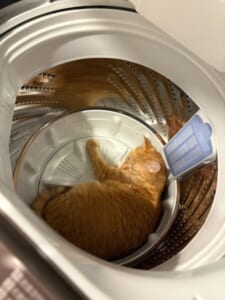 「探したよ……」　愛猫の発見場所はまさかの洗濯機の中