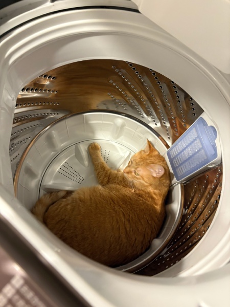 「探したよ……」　愛猫の発見場所はまさかの洗濯機の中