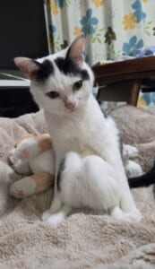 膝を見せてくる猫ちゃんがかわいすぎる　飼い主も大興奮