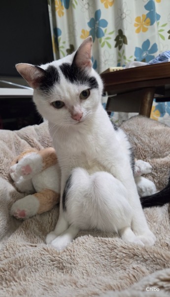 膝を見せてくる猫ちゃんがかわいすぎる　飼い主も大興奮