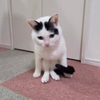 膝見せは毎日のように見せてくれるポーズ