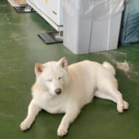 店長犬のまつちゃん