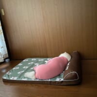 「まだ寝かせてほしいワン……」　お疲れワンコの朝のひとコマに共感集まる