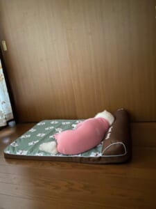 「まだ寝かせてほしいワン……」　お疲れワンコの朝のひとコマに共感集まる