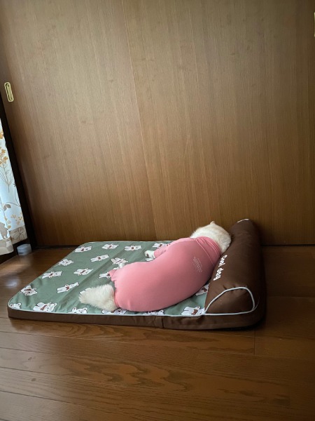 「まだ寝かせてほしいワン……」　お疲れワンコの朝のひとコマに共感集まる