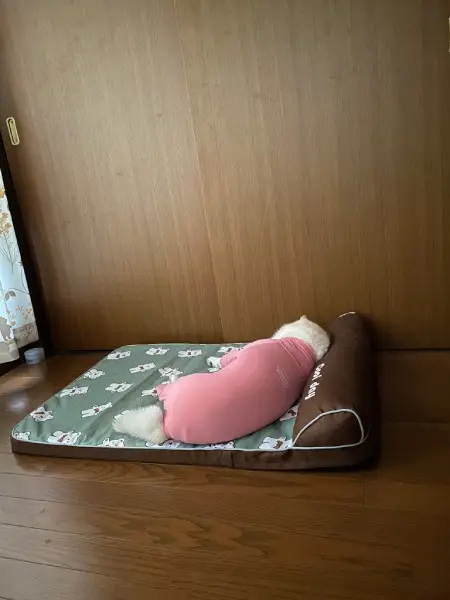 「まだ寝かせてほしいワン……」　お疲れワンコの朝のひとコマに共感集まる