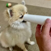 ラップの芯に顔をズボッ　「面倒くさい遊び」を覚えたポメラニアン