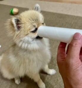 ラップの芯に顔をズボッ　「面倒くさい遊び」を覚えたポメラニアン