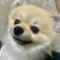 わんぱくポメラニアン・むぎくん
