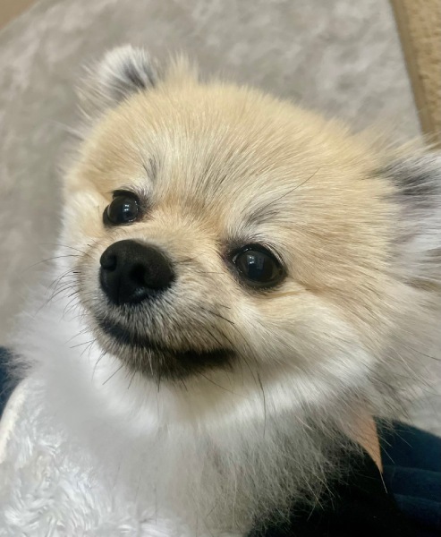 わんぱくポメラニアン・むぎくん