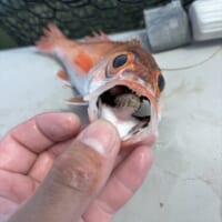 口の中からコンニチワ！ノドグロに隠れていた謎の生き物に15万いいね
