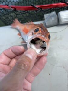 口の中からコンニチワ！ノドグロに隠れていた謎の生き物に15万いいね