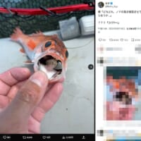 まさかいるとは思わず