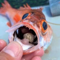 かわいい？不気味？
