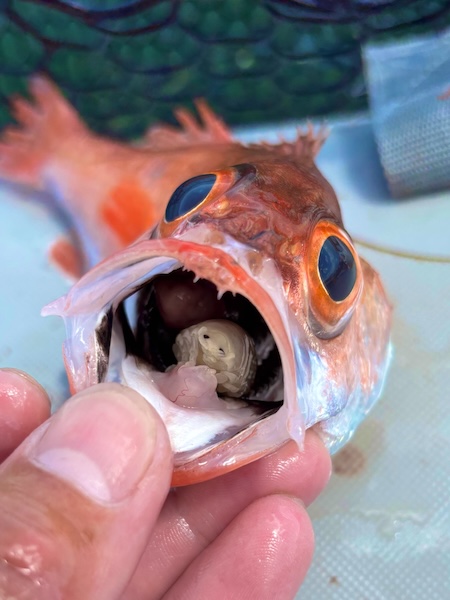 かわいい？不気味？